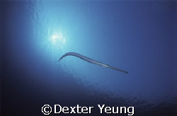 Cornetfish following me almost whole dive, Brother Island... by Dexter Yeung 